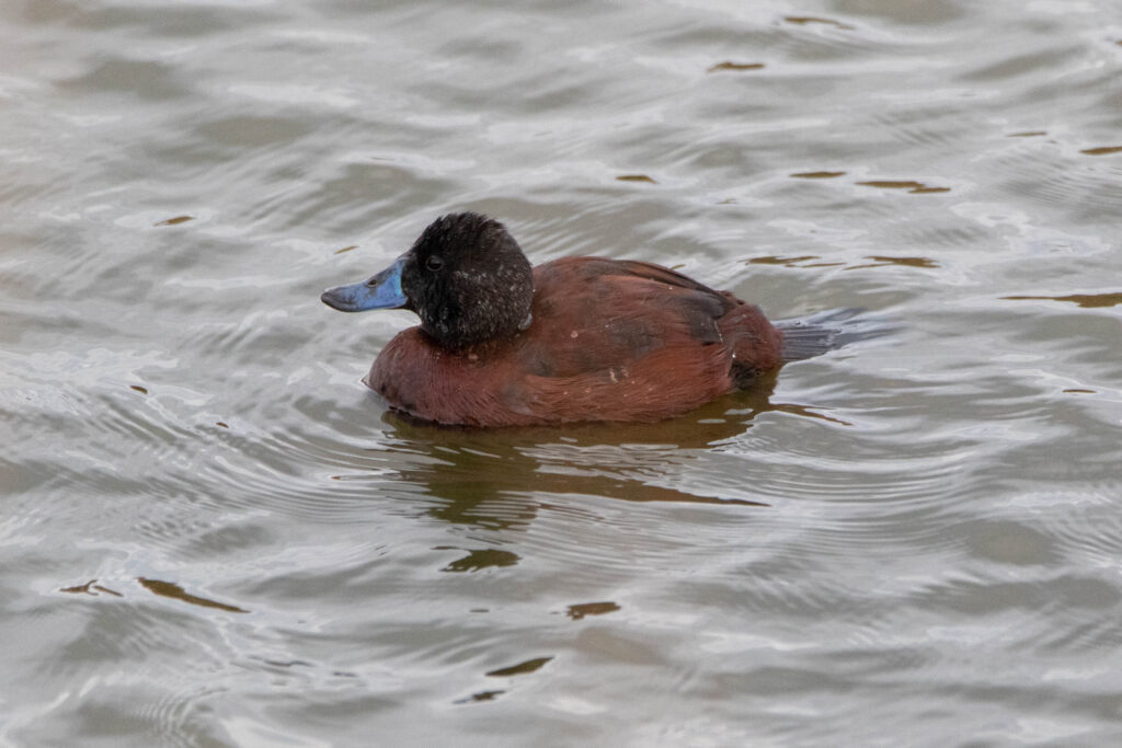 Erismature ornée (Oxyura vittata - Lake Duck) male