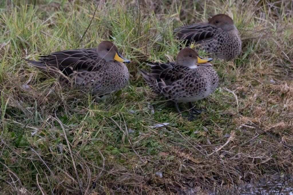 Canards a queue pointue (Anas georgica - Yellow-billed Pintail)