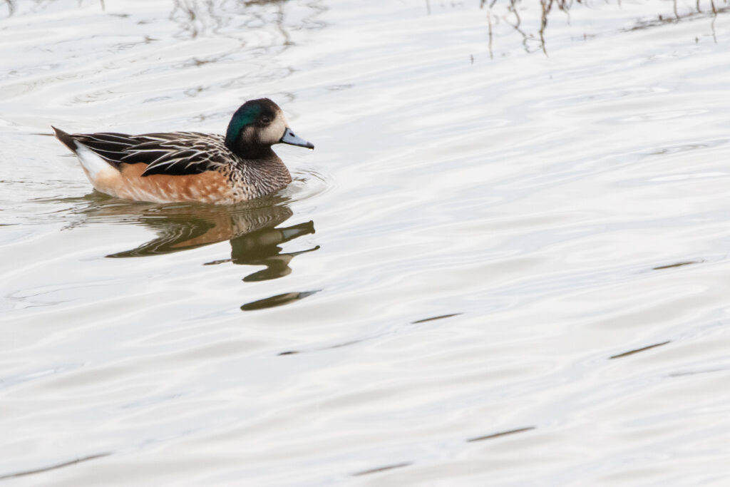 Canard de Chiloé (Mareca sibilatrix - Chiloe Wigeon)
