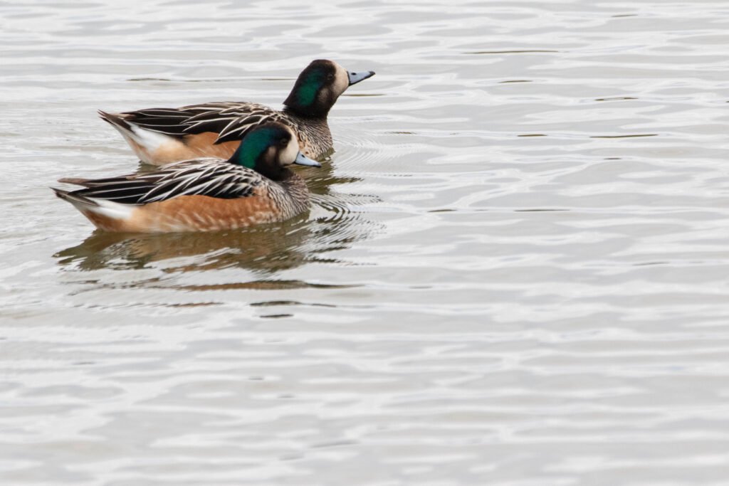 Canards de Chiloé (Mareca sibilatrix - Chiloe Wigeon)