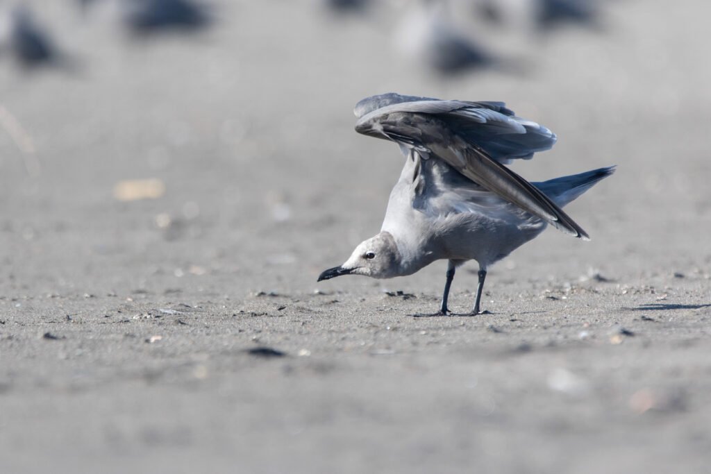 Goéland gris (Leucophaeus modestus - Grey Gull) - Chili