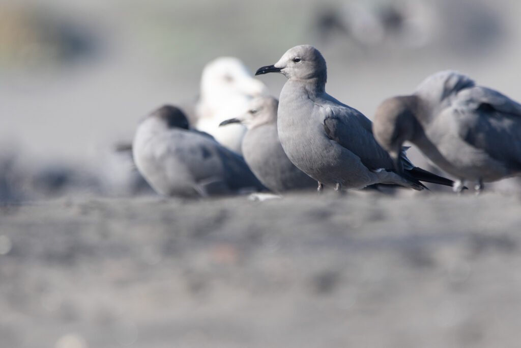 Goéland gris (Leucophaeus modestus - Grey Gull)