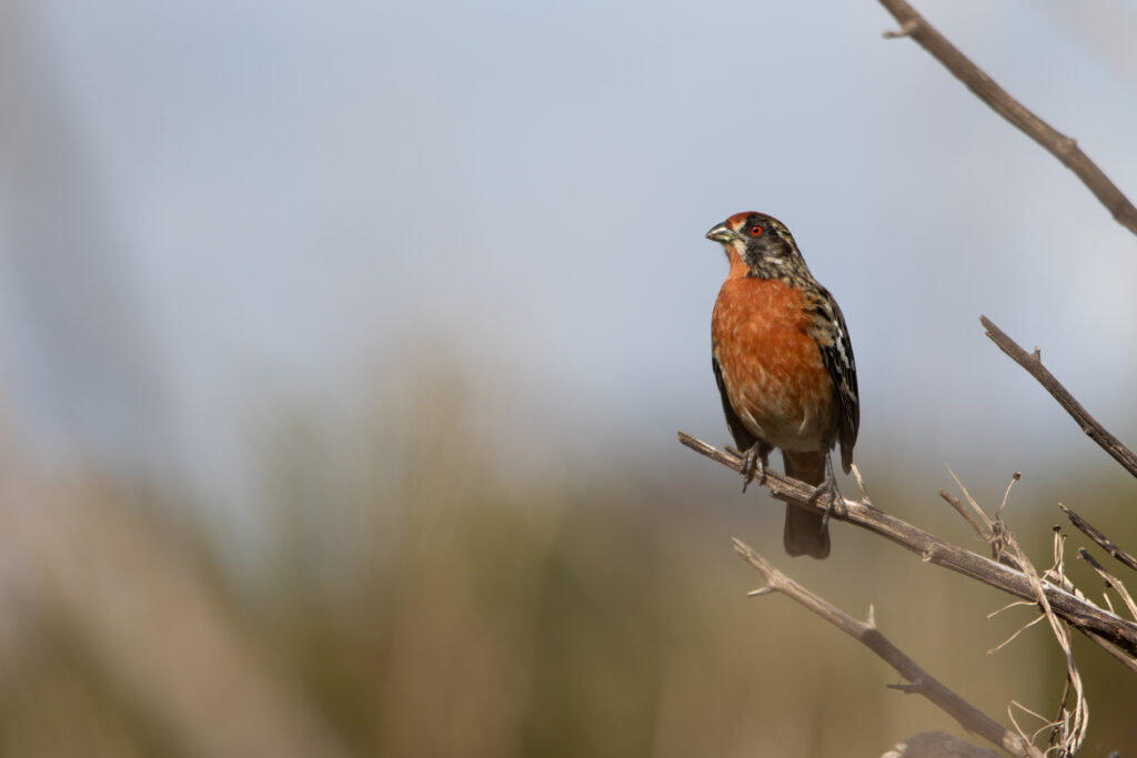 Rara à queue rousse (Phytotoma rara - Rufous-tailed Plantcutter)