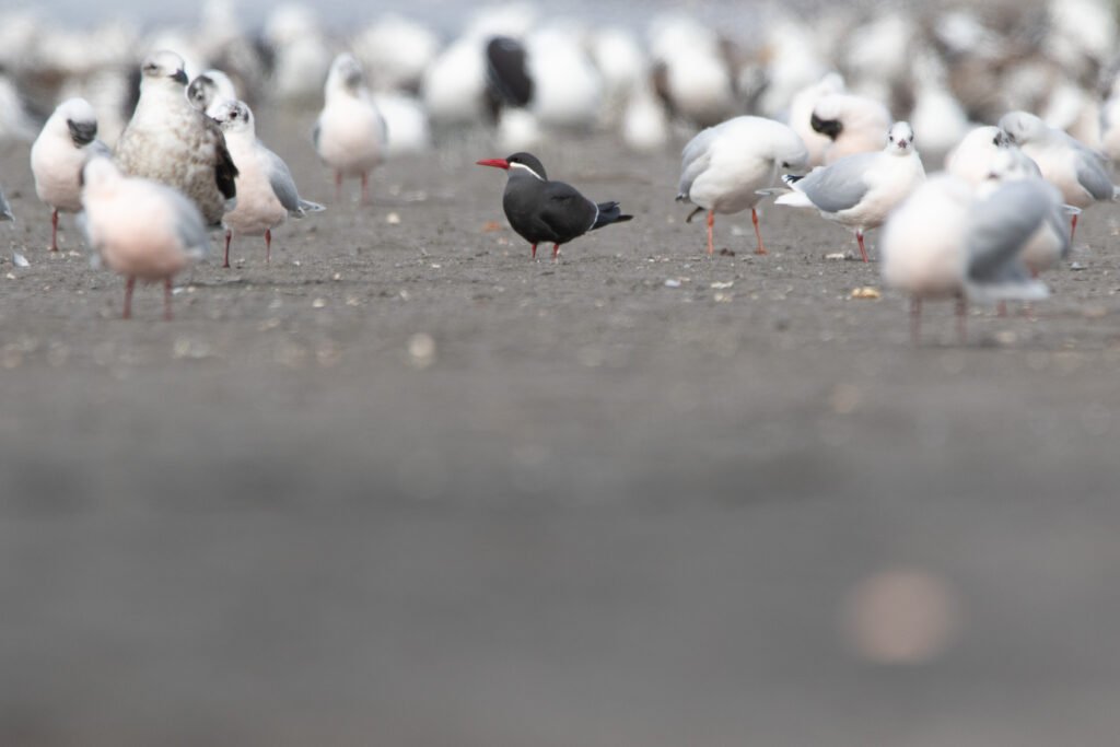 Sterne inca (Larosterna inca - Inca Tern) 4