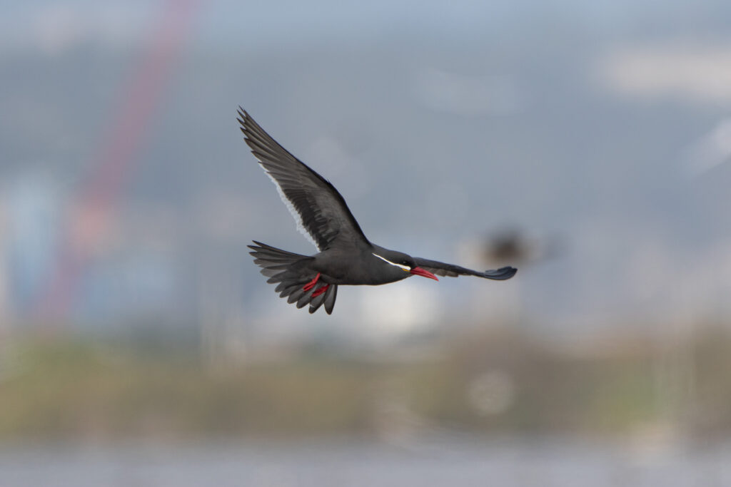 Sterne inca (Larosterna inca - Inca Tern) vol