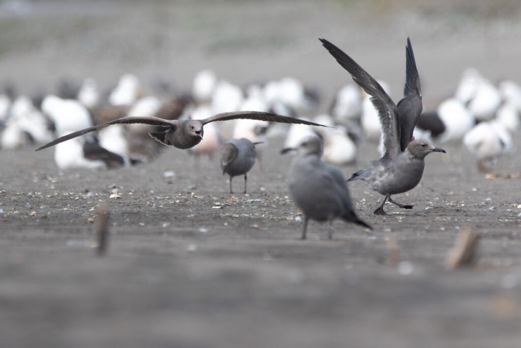 Goélands gris (Leucophaeus modestus - Grey Gull)