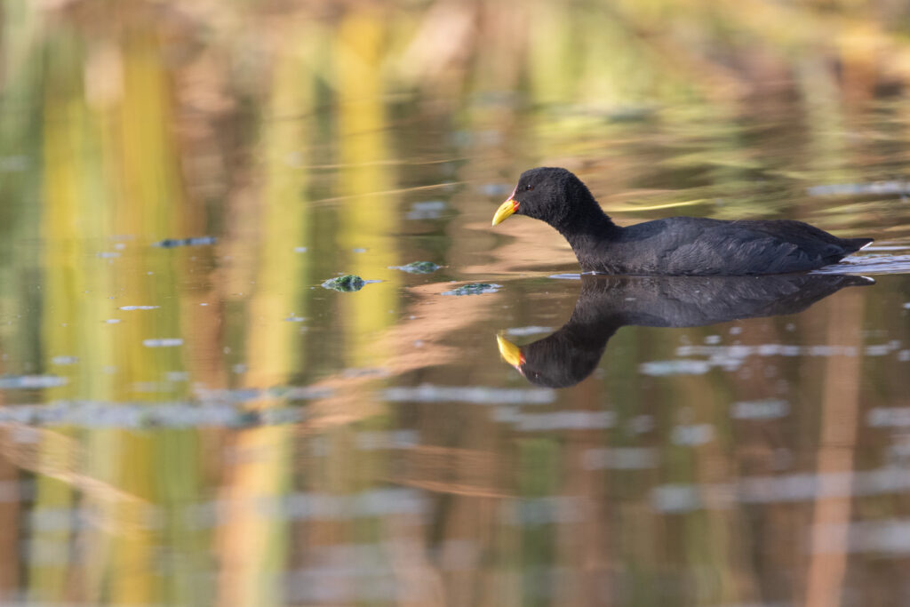 Foulque à front rouge (Fulica rufifrons - Red-fronted Coot)