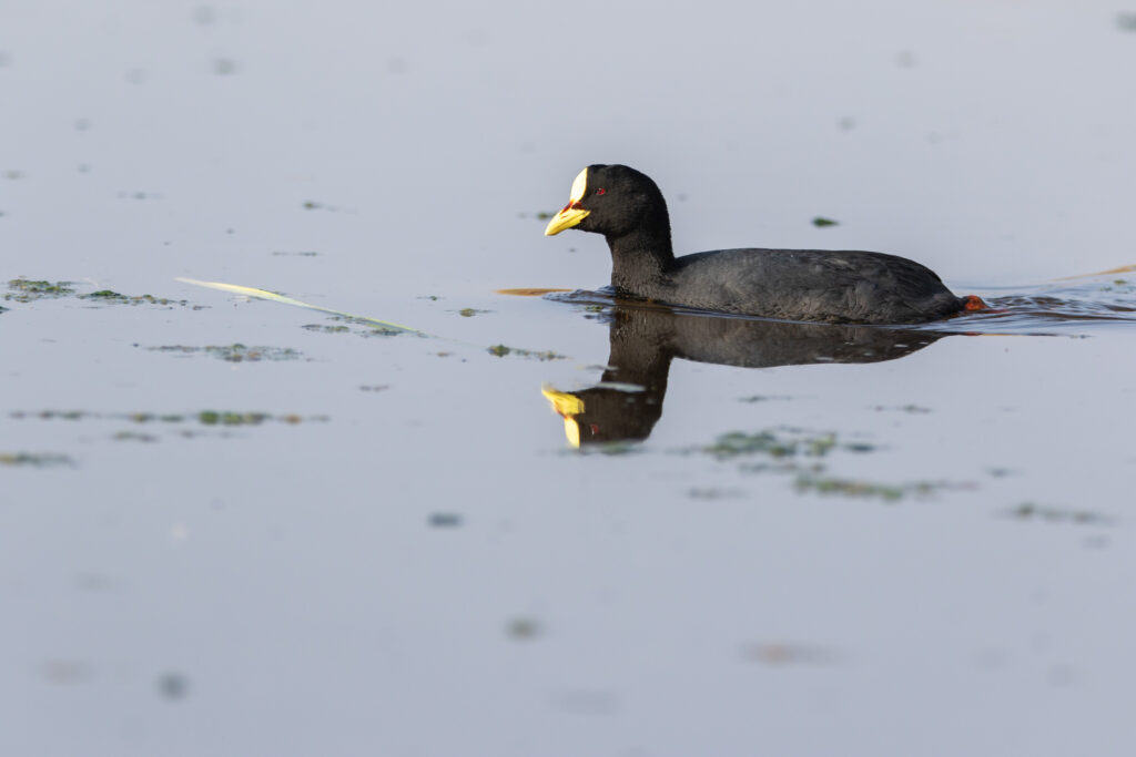Foulque à jarretières (Fulica armillata - Red-gartered Coot)