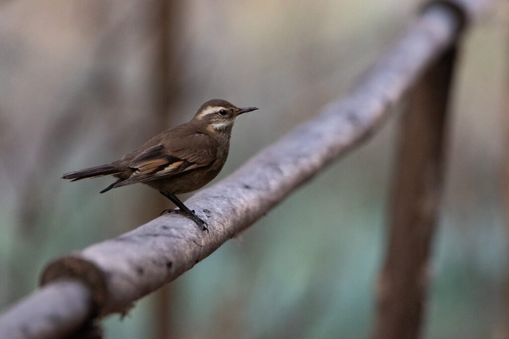 Cinclode brun (Cinclodes fuscus - Buff-winged Cinclodes)
