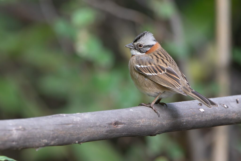 Bruant chingolo (Zonotrichia capensis - Rufous-collared Sparrow)
