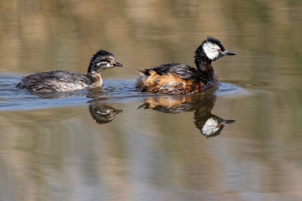 Grèbes de Rolland (Rollandia rolland - White-tufted Grebe)