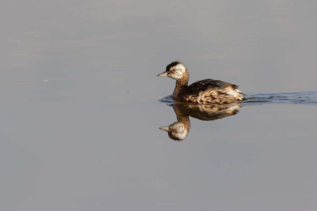 Grèbe de Rolland (Rollandia rolland - White-tufted Grebe)