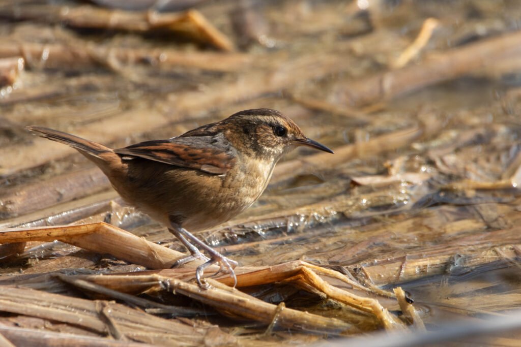 Junquero troglodyte (Phleocryptes melanops - Wren-like Rushbird)
