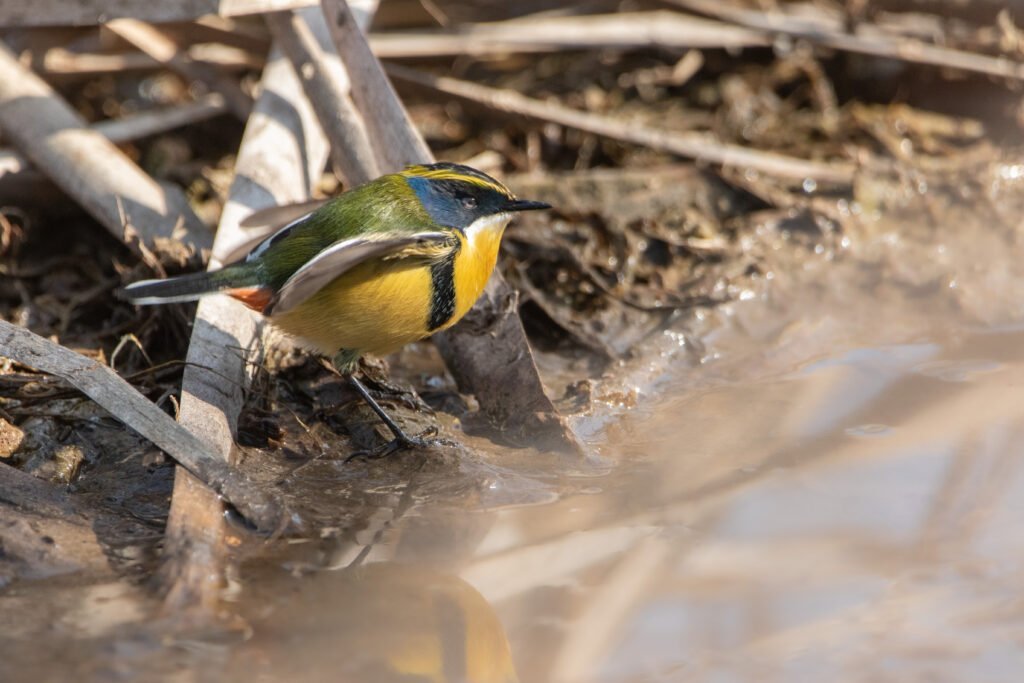 Tyranneau omnicolore (Tachuris rubrigastra - Many-colored Rush Tyrant) 2