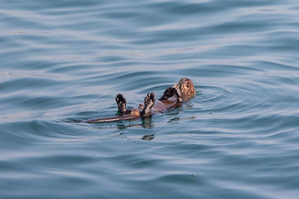 Loutre féline (Lontra felina - Marine otter) 2