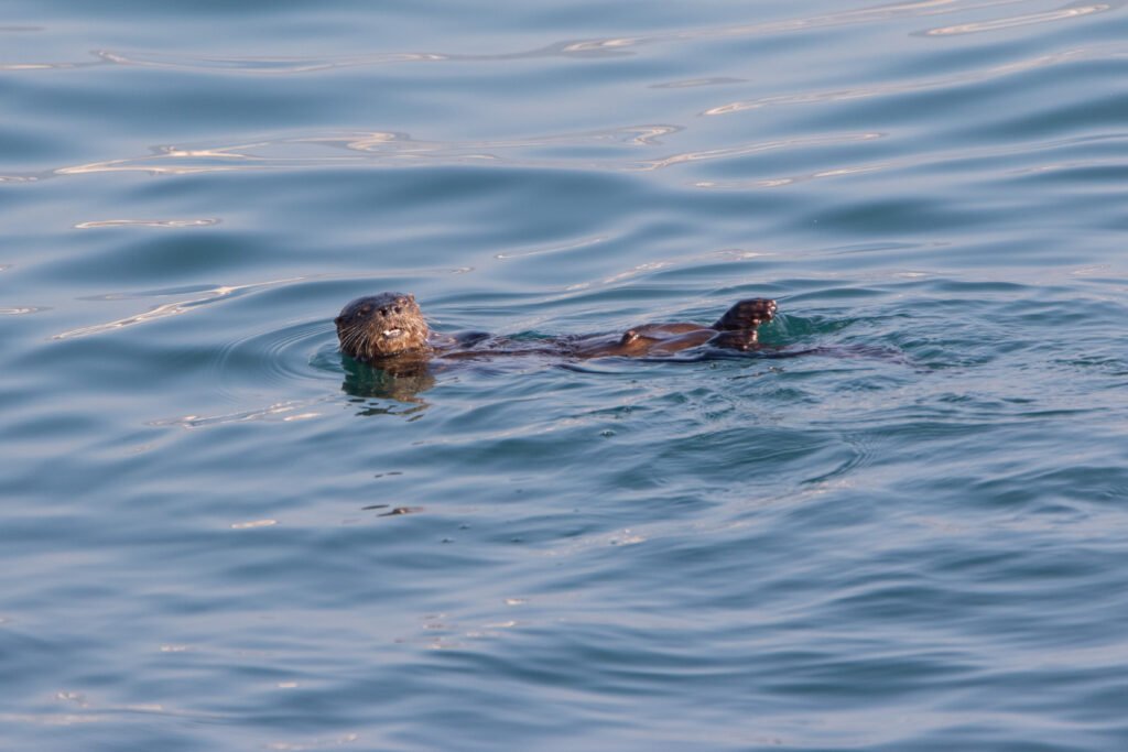 Loutre féline (Lontra felina - Marine otter)