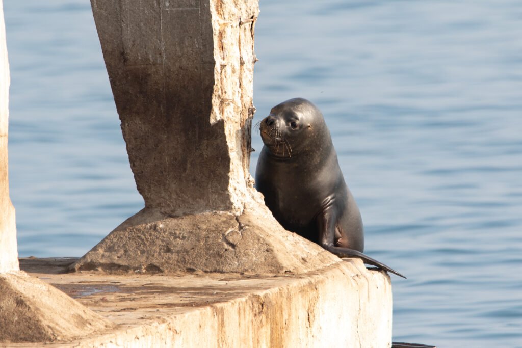 Otarie à crinières (Otaria flavescens - South American Sea Lion) 2