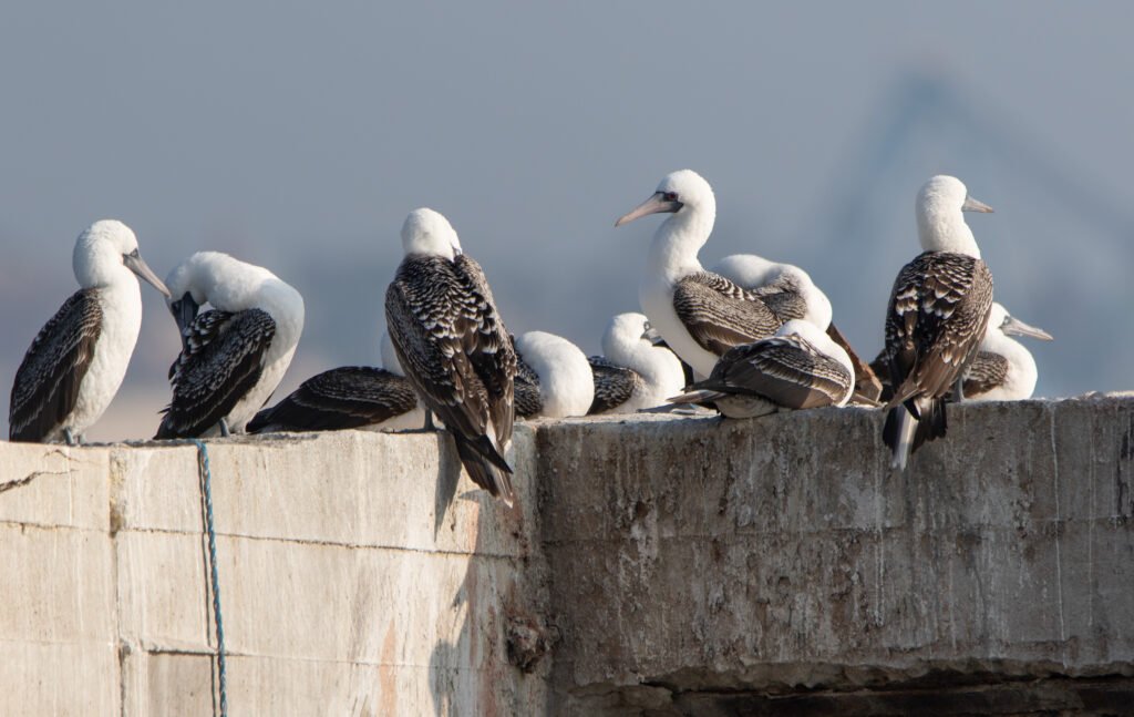 Fous variés (Sula variegata - Peruvian Booby) - Valparaiso