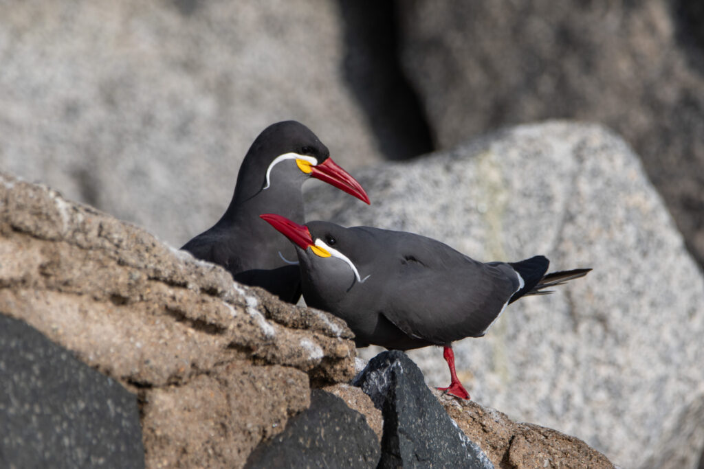 Sternes inca (Larosterna inca - Inca Tern)