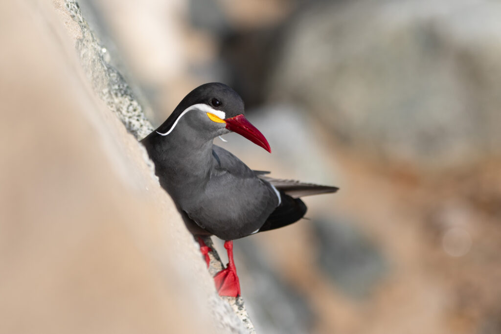 Sterne inca (Larosterna inca - Inca Tern) 2