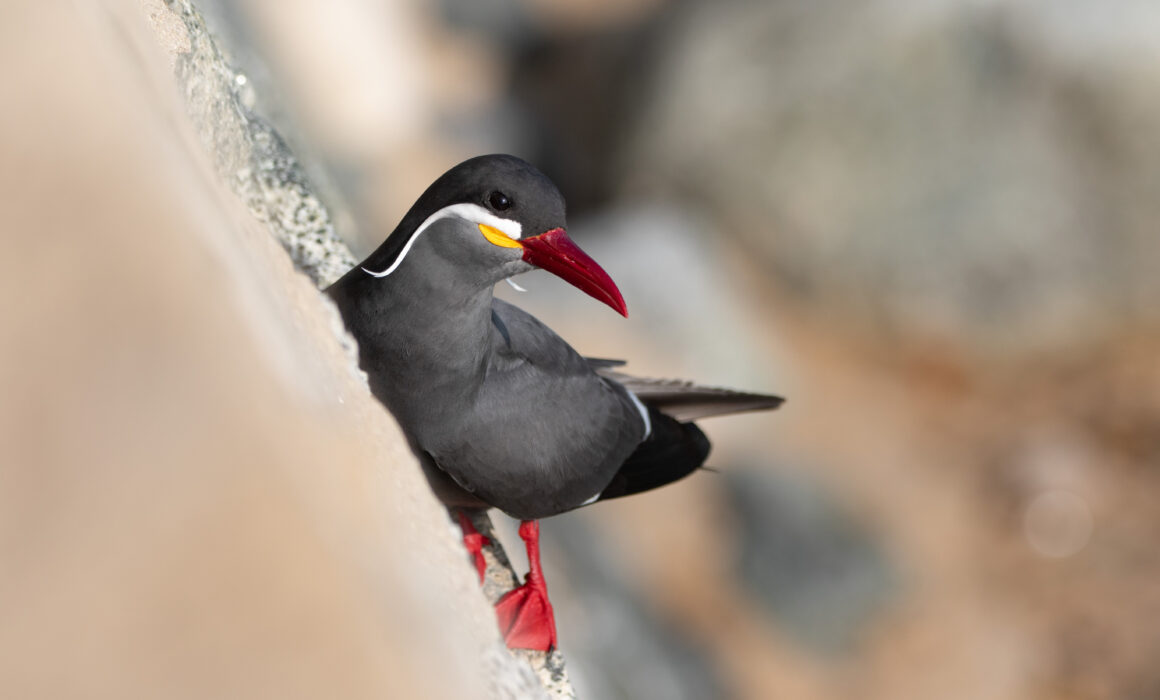 Sterne inca (Larosterna inca - Inca Tern) 2
