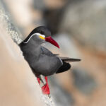 Sterne inca (Larosterna inca - Inca Tern) 2