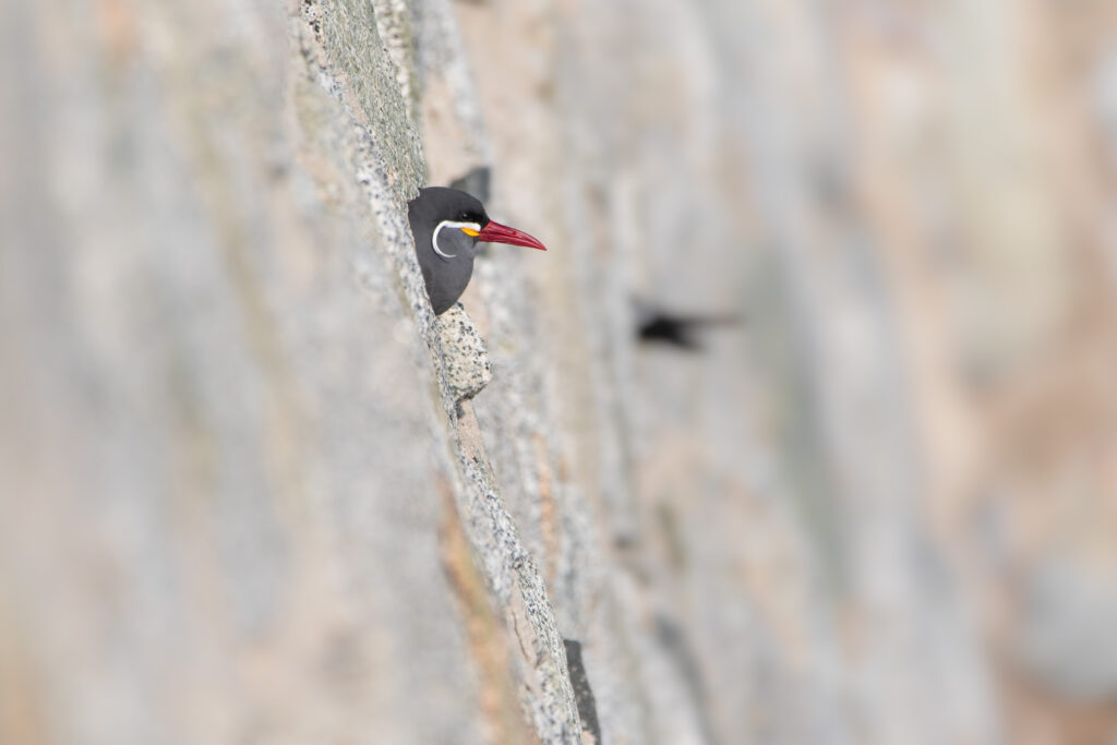 Sterne inca (Larosterna inca - Inca Tern)