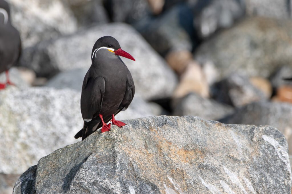Sterne inca (Larosterna inca - Inca Tern) - Chili