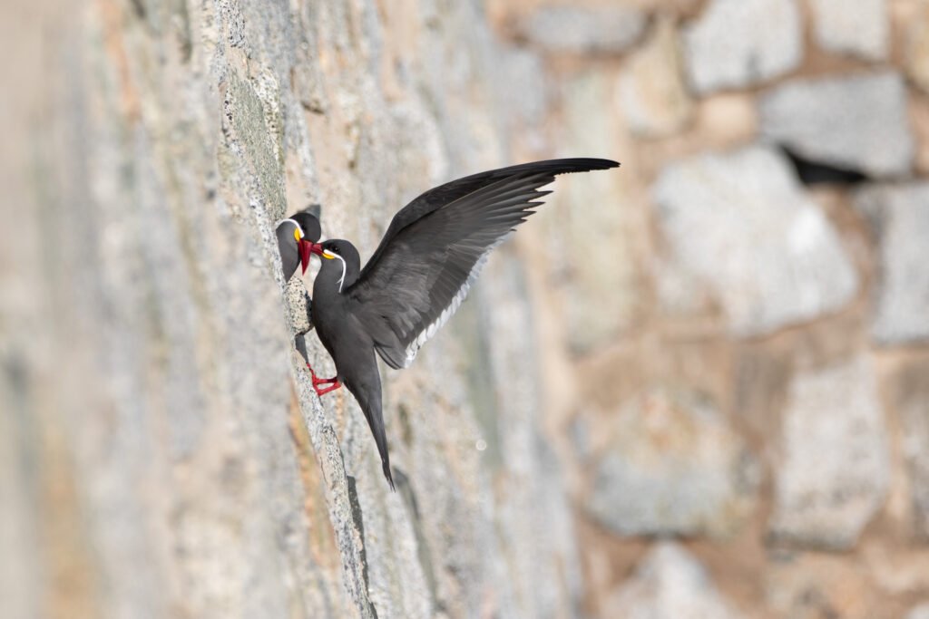 Sternes inca (Larosterna inca - Inca Tern) - Chili