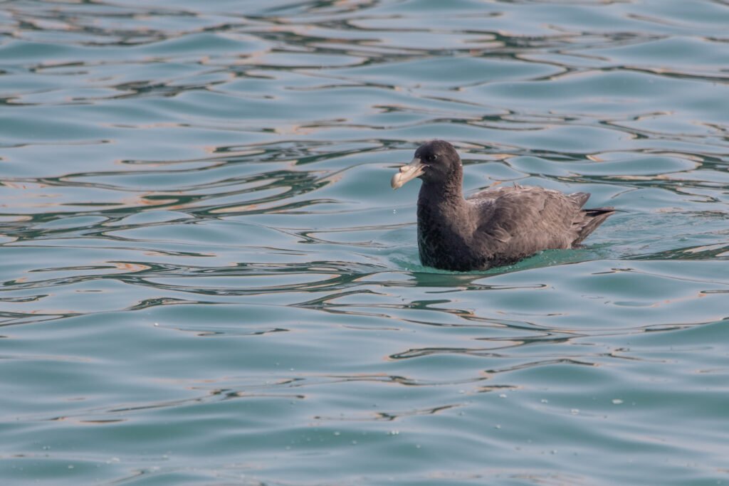 Pétrel géant (Macronectes giganteus - Southern Giant Petrel)