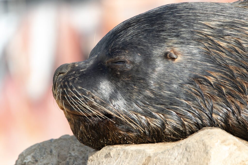 Otarie à crinières (Otaria flavescens - South American Sea Lion)