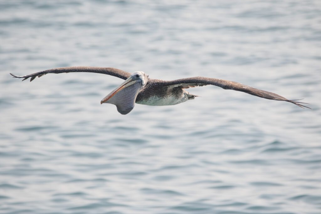 Pélican thage (Pelecanus thagus - Peruvian Pelican) 6