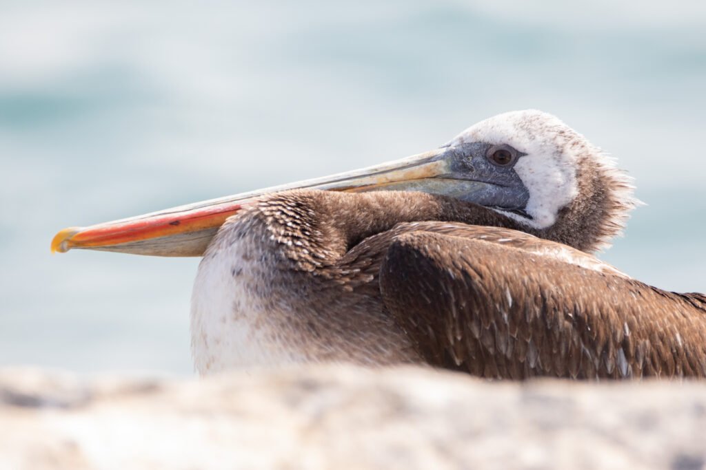 Pélican thage (Pelecanus thagus - Peruvian Pelican) 5
