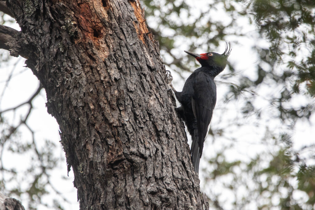 Pic de Magellan femelle (Campephilus magellanicus - Magellanic Woodpecker)