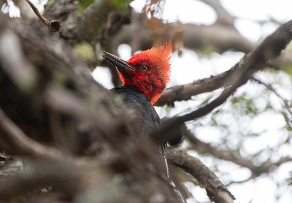 Pic de Magellan (Campephilus magellanicus - Magellanic Woodpecker)
