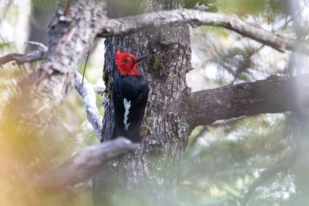 Pic de Magellan mâle (Campephilus magellanicus - Magellanic Woodpecker)