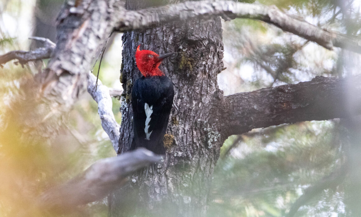 Pic de Magellan mâle (Campephilus magellanicus - Magellanic Woodpecker)