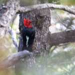 Pic de Magellan mâle (Campephilus magellanicus - Magellanic Woodpecker)