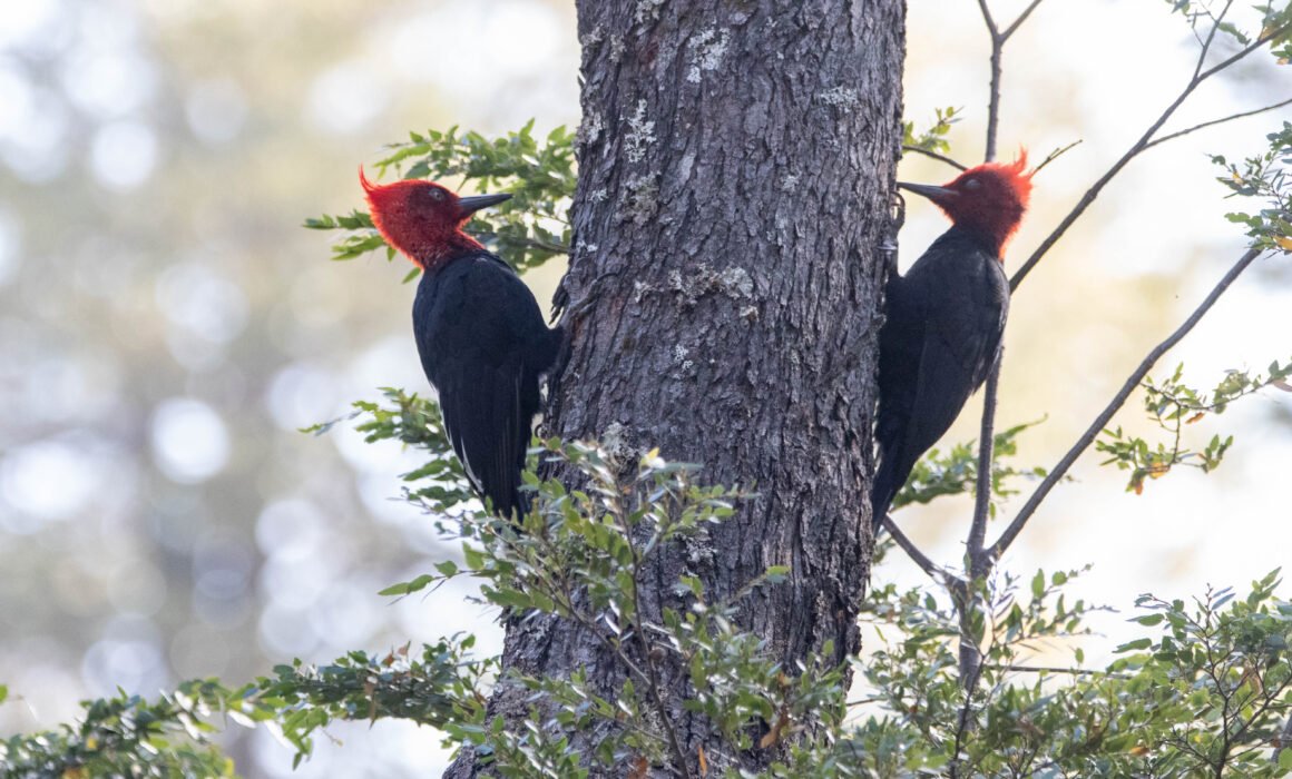 Pic de Magellan (Campephilus magellanicus - Magellanic Woodpecker) 2