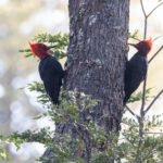 Pic de Magellan (Campephilus magellanicus - Magellanic Woodpecker) 2