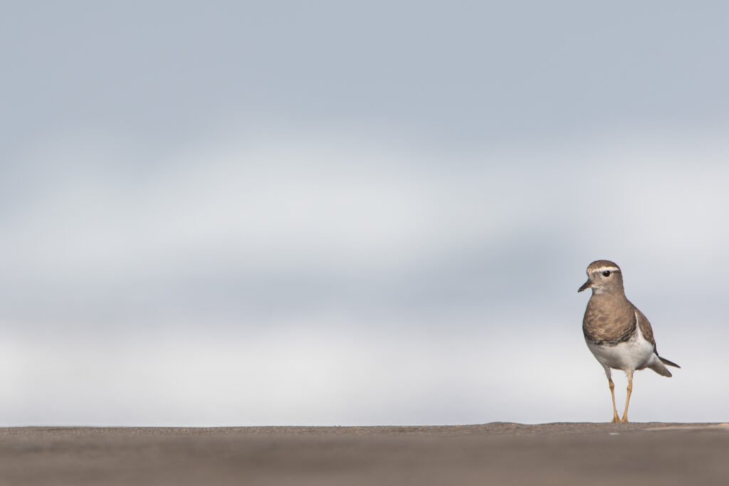 Pluvier de d'Urville (Zonibyx modestus - Rufous-chested Dotterel) 6