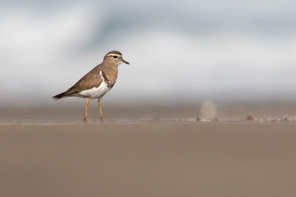 Pluvier de d'Urville (Zonibyx modestus - Rufous-chested Dotterel) 4