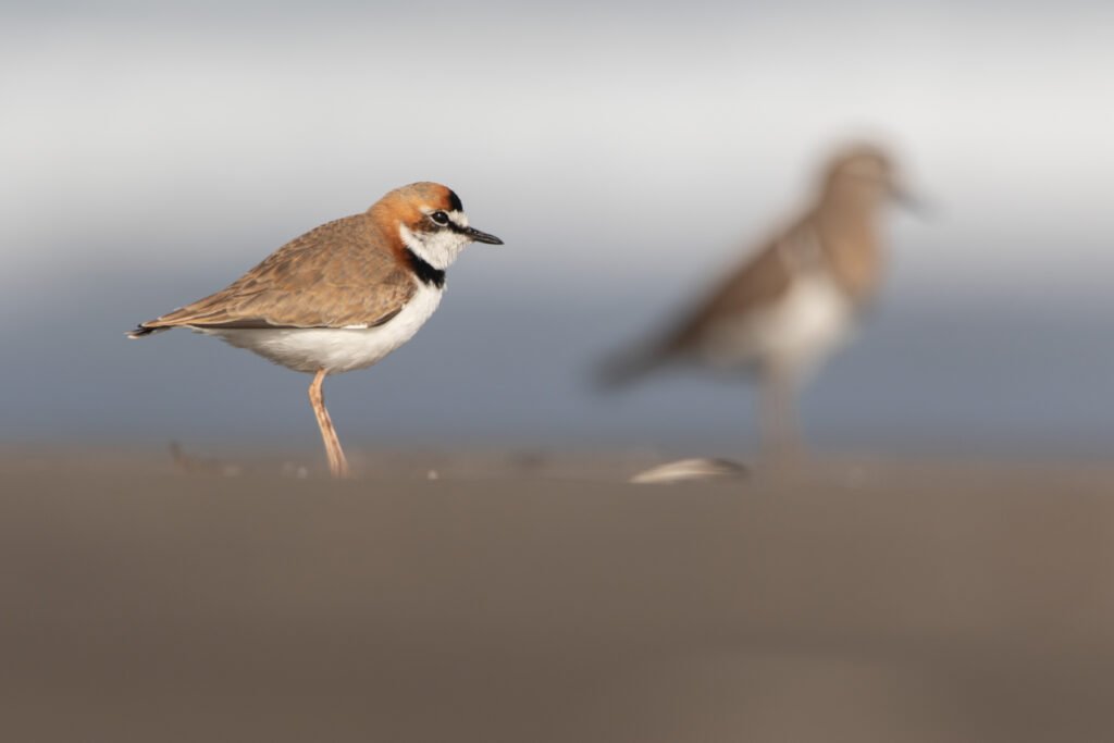Gravelot d'Azara (Anarhynchus collaris - Collared Plover) 2