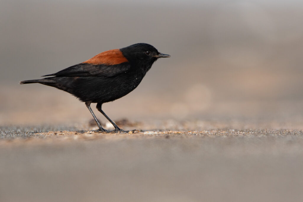 Lessonie noire (Lessonia rufa - Austral Negrito) 2