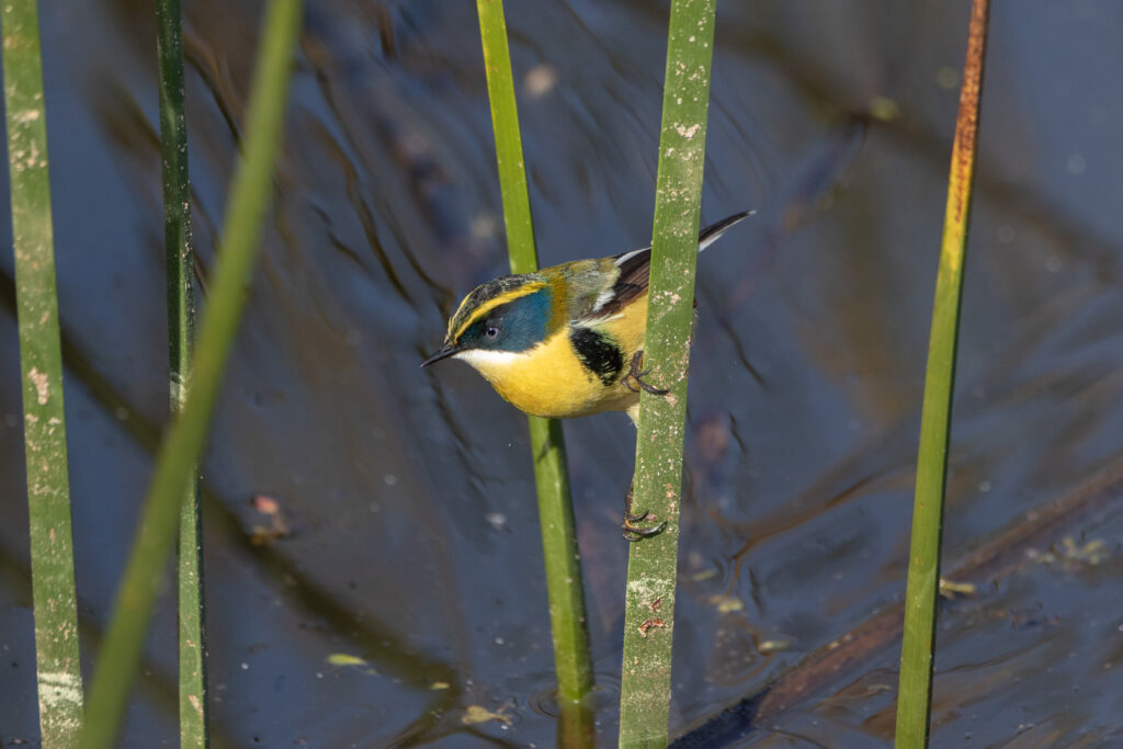 Tyranneau omnicolore (Tachuris rubrigastra - Many-colored Rush Tyrant)