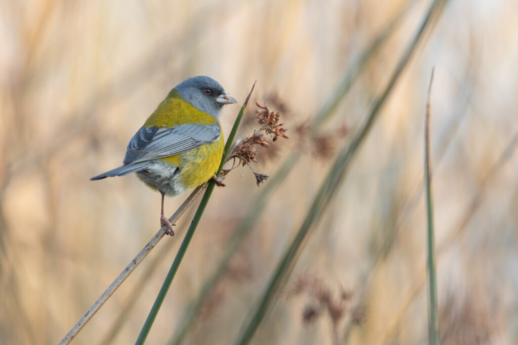 Phrygile à tête grise (Phrygilus gayi - Grey-hooded Sierra Finch)