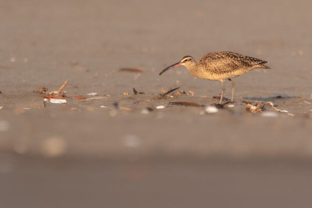 Courlis hudsonien (Numenius hudsonicus - Hudsonian Whimbrel) 3