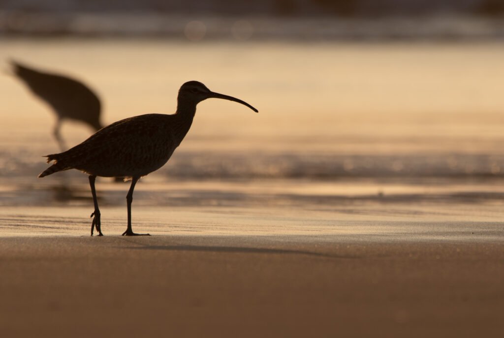 Courlis hudsonien (Numenius hudsonicus - Hudsonian Whimbrel) 2