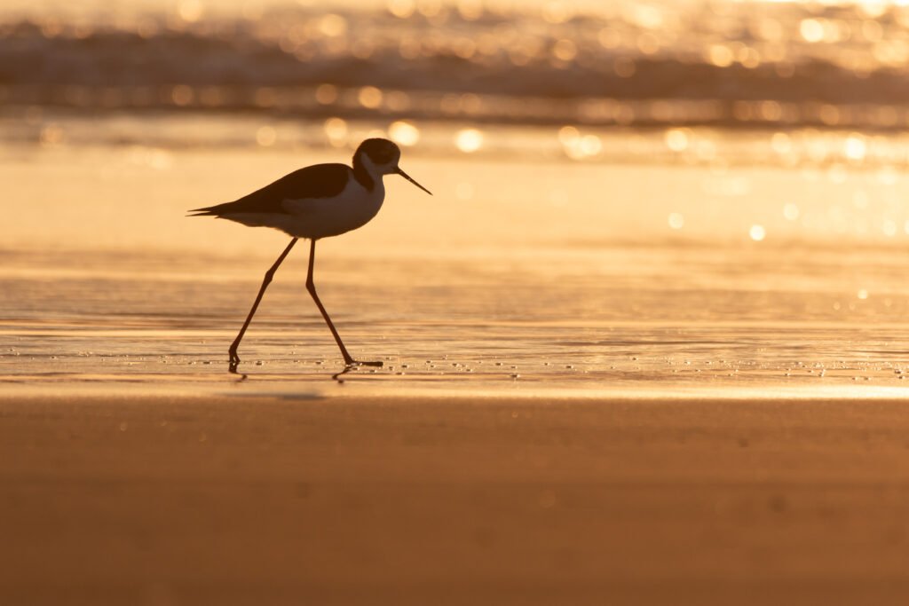 Echasse d'Amérique (Himantopus mexicanus - Black-necked Stilt) 2