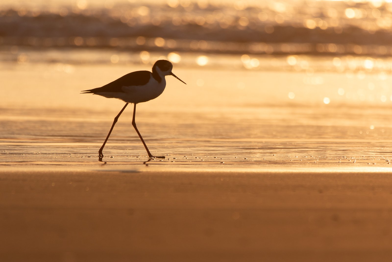 Echasse d'Amérique (Himantopus mexicanus - Black-necked Stilt) 2